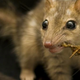 Illustration for article titled Hammer-biter marsupials were a weird mix of mammal and lizard